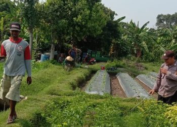 Polsek Ngronggot Dorong Ketahanan Pangan Lewat Pemanfaatan Lahan Cabe di Dadapan