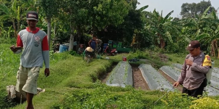 Polsek Ngronggot Dorong Ketahanan Pangan Lewat Pemanfaatan Lahan Cabe di Dadapan