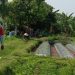 Polsek Ngronggot Dorong Ketahanan Pangan Lewat Pemanfaatan Lahan Cabe di Dadapan