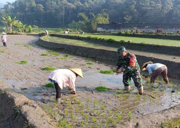 Genjot Produktivitas Padi, Babinsa Desa Tulungrejo Dampingi Petani Tanam Padi