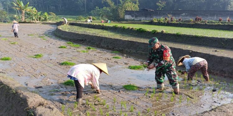 Genjot Produktivitas Padi, Babinsa Desa Tulungrejo Dampingi Petani Tanam Padi