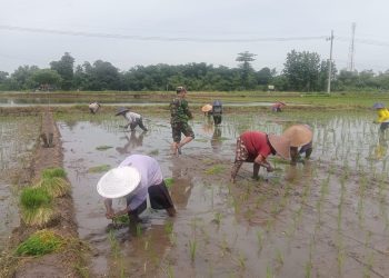 Babinsa Jatitengah Dampingi Petani Tanam Padi Inpari 32, Dukung Ketahanan Pangan Nasional