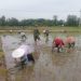 Babinsa Jatitengah Dampingi Petani Tanam Padi Inpari 32, Dukung Ketahanan Pangan Nasional