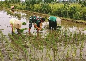 Wujudkan Ketahanan Pangan Wilayah, Babinsa Srengat Dampingi Warga Tanam Padi