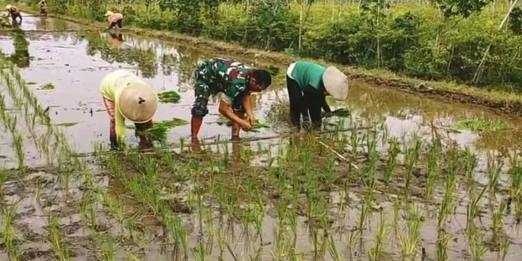 Wujudkan Ketahanan Pangan Wilayah, Babinsa Srengat Dampingi Warga Tanam Padi