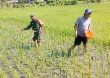 Babinsa Dermojayan Wujudkan Ketahanan Pangan, Turun Langsung Bantu Petani Memupuk Pa