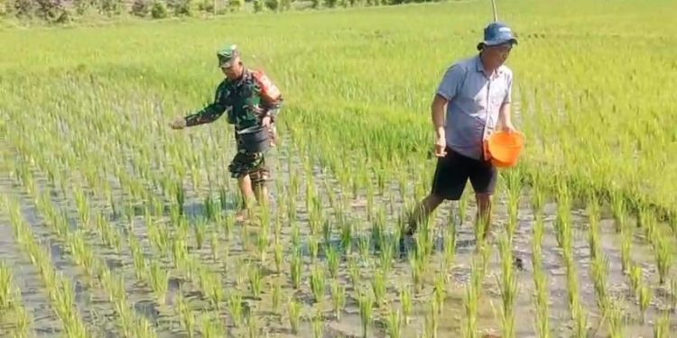Babinsa Dermojayan Wujudkan Ketahanan Pangan, Turun Langsung Bantu Petani Memupuk Pa