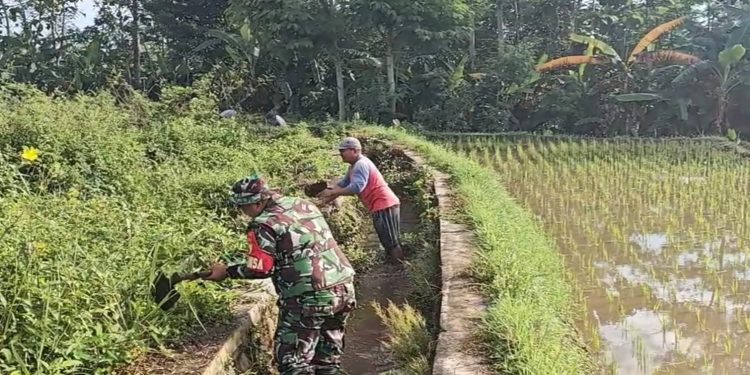 Bersihkan Saluran Irigasi Sawah, Sertu Yudha Gotong Royong Bersama Warga Desa Ngreco