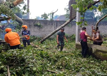 Anggota Koramil 0808/06 Srengat Bersama Warga, Polsek Dan BPBD Gotong Royong Bersihkan Pohon Tumbang Di Desa Purwokerto