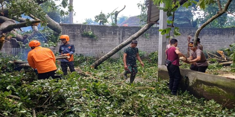 Anggota Koramil 0808/06 Srengat Bersama Warga, Polsek Dan BPBD Gotong Royong Bersihkan Pohon Tumbang Di Desa Purwokerto