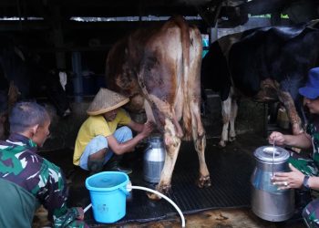 wTMMD Ke 127 Tak Hanya Bangun Rumah, Jembatan Dan Jalan, Prajurit TNI Turut Juga Bantu Warga Perah Susu Sapi
