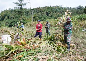 Dukung Ketahanan Pangan, Anggota Satgas TMMD Bantu Warga Panen Jagung