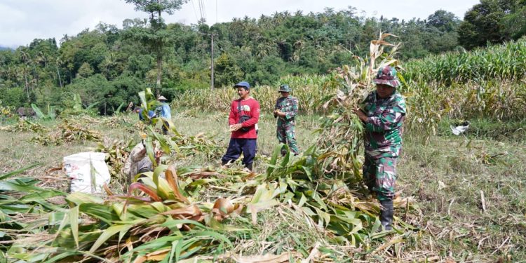 Dukung Ketahanan Pangan, Anggota Satgas TMMD Bantu Warga Panen Jagung