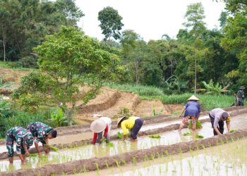 Satgas TMMD Ke 127 Bersama Warga Laksanakan Penanaman Padi Dukung Ketahanan Pangan Di Desa Krisik