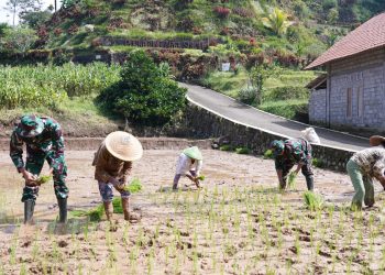 TMMD Ke 127 Kodim 0808/Blitar Genjot Sektor Pertanian, TNI Bahu Membahu Bantu Petani Desa Krisik