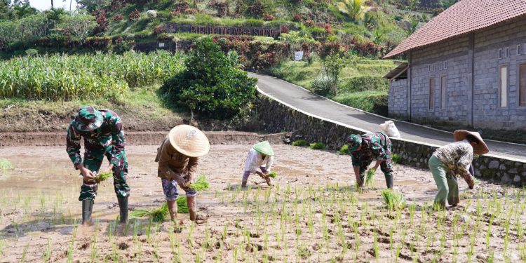 TMMD Ke 127 Kodim 0808/Blitar Genjot Sektor Pertanian, TNI Bahu Membahu Bantu Petani Desa Krisik