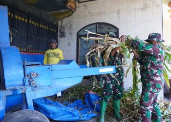 Wujud Kemanunggalan, Satgas TMMD Ke 127 Belajar Membuat Pakan Fermentasi Silase Bersama Warga Desa