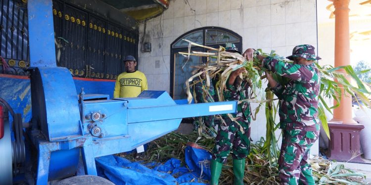 Wujud Kemanunggalan, Satgas TMMD Ke 127 Belajar Membuat Pakan Fermentasi Silase Bersama Warga Desa