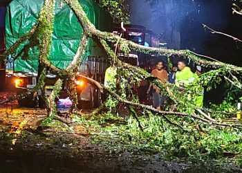 Polsek Selemadeg Bergerak Cepat Tangani Pohon Tumbang Di Bonian Selemadeg – Tabanan