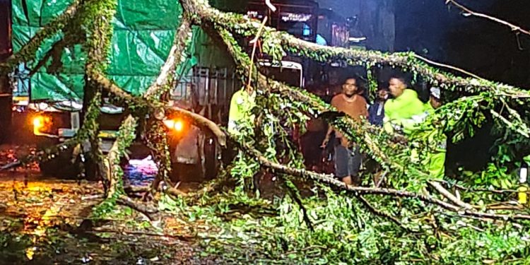 Polsek Selemadeg Bergerak Cepat Tangani Pohon Tumbang Di Bonian Selemadeg – Tabanan