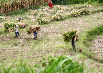 Wujud Kemanunggalan, Satgas TMMD Ke 127 Kodim 0808 Bantu Warga Panggul Pakan Ternak Dari Kebun