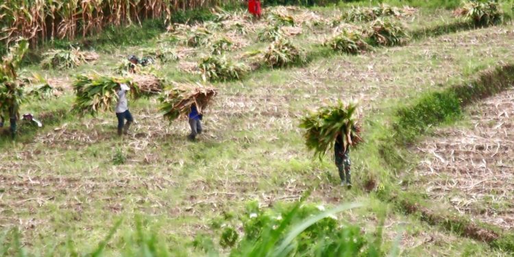 Wujud Kemanunggalan, Satgas TMMD Ke 127 Kodim 0808 Bantu Warga Panggul Pakan Ternak Dari Kebun