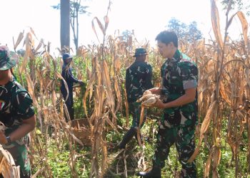 Panen Raya Jagung Warnai TMMD ke-127 di Desa Gadungan Kediri