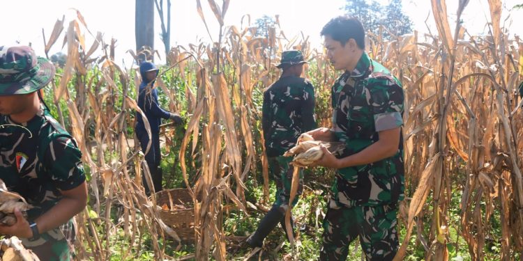 Panen Raya Jagung Warnai TMMD ke-127 di Desa Gadungan Kediri