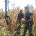 Panen Raya Jagung Warnai TMMD ke-127 di Desa Gadungan Kediri