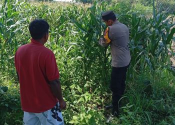 Polsek Kudu Dampingi Petani Jagung, Dukung Program Ketahanan Pangan Nasional