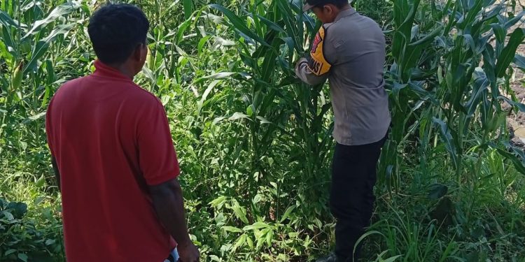 Polsek Kudu Dampingi Petani Jagung, Dukung Program Ketahanan Pangan Nasional