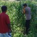 Polsek Kudu Dampingi Petani Jagung, Dukung Program Ketahanan Pangan Nasional