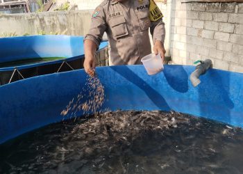 Dukung Ketahanan Pangan, SPPG 2 Polres Kediri Plosoklaten Kembangkan Budidaya Lele dan Sayuran
