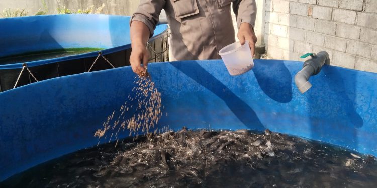 Dukung Ketahanan Pangan, SPPG 2 Polres Kediri Plosoklaten Kembangkan Budidaya Lele dan Sayuran