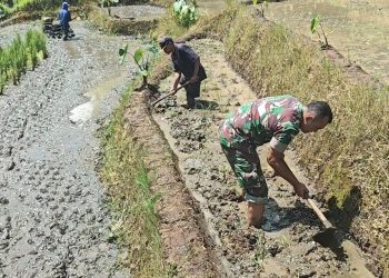 Pemanfaatan Lahan Kompi Produksi Kodim 0808/Blitar di Srengat Sukses Panen 10 Ton Semangka
