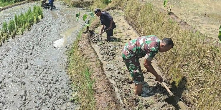 Pemanfaatan Lahan Kompi Produksi Kodim 0808/Blitar di Srengat Sukses Panen 10 Ton Semangka