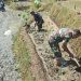 Pemanfaatan Lahan Kompi Produksi Kodim 0808/Blitar di Srengat Sukses Panen 10 Ton Semangka