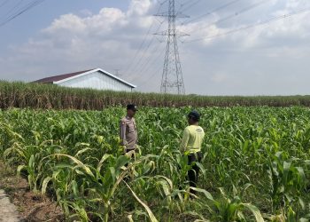 Anggota Polsek Bareng Pantau Tanaman Jagung, Wujud Dukungan Ketahanan Pangan Nasional