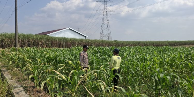 Anggota Polsek Bareng Pantau Tanaman Jagung, Wujud Dukungan Ketahanan Pangan Nasional