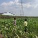 Anggota Polsek Bareng Pantau Tanaman Jagung, Wujud Dukungan Ketahanan Pangan Nasional
