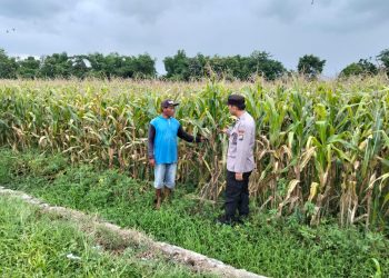 Bhabinkamtibmas Polsek Ngoro Pantau Tanaman Jagung di Lahan Ketahanan Pangan