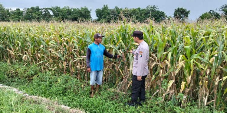 Bhabinkamtibmas Polsek Ngoro Pantau Tanaman Jagung di Lahan Ketahanan Pangan