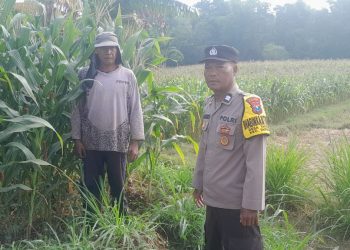 Sambut Hari Bhayangkara ke-80, Bhabinkamtibmas Polsek Tarokan Cek Lahan Jagung dan Edukasi Petani di Desa Tarokan untuk Dukung Ketahanan Pangan