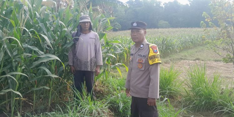 Sambut Hari Bhayangkara ke-80, Bhabinkamtibmas Polsek Tarokan Cek Lahan Jagung dan Edukasi Petani di Desa Tarokan untuk Dukung Ketahanan Pangan