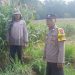 Sambut Hari Bhayangkara ke-80, Bhabinkamtibmas Polsek Tarokan Cek Lahan Jagung dan Edukasi Petani di Desa Tarokan untuk Dukung Ketahanan Pangan
