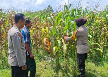 Pengecekan Lahan Jagung oleh Kapolsek Tembelang dalam Mendukung Ketahanan Pangan