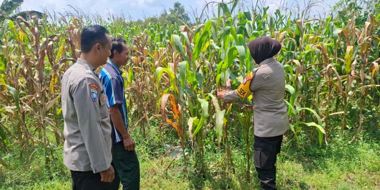 Pengecekan Lahan Jagung oleh Kapolsek Tembelang dalam Mendukung Ketahanan Pangan