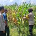 Pengecekan Lahan Jagung oleh Kapolsek Tembelang dalam Mendukung Ketahanan Pangan