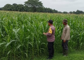 Bhabinkamtibmas Polsek Ngoro Lakukan Pengecekan dan Monitoring Lahan Jagung Wilayah Binaannya