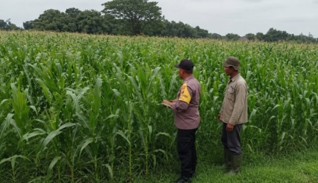 Bhabinkamtibmas Polsek Ngoro Lakukan Pengecekan dan Monitoring Lahan Jagung Wilayah Binaannya
